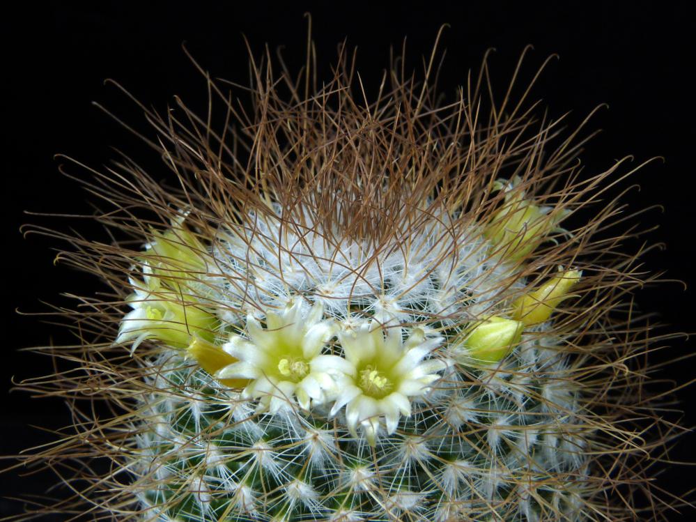 Mammillaria